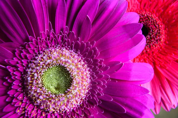 Macro Photo Purple Gerbera Flower Fresh Nature Plant Close Floral — Stock Photo, Image