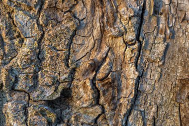Bark texture background, front view of old tree trunk close-up. Relief bark with nature color and abstract pattern. Brown wood structure with cracks and woodgrain. Rough timber surface closeup.