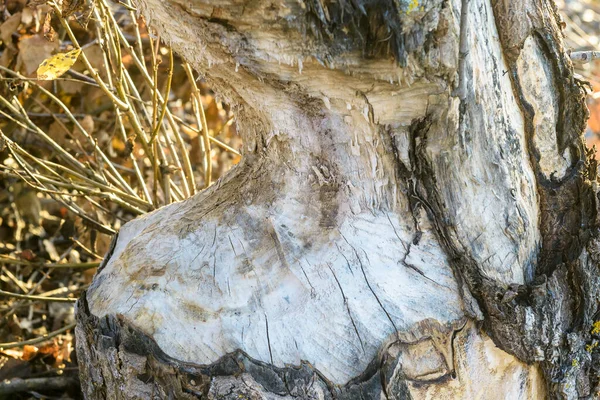 Beaver\'s job in woods close-up, tree trunk gnawed by wild animal in forest. Beaver wanted to knock down tree to do dam and lodge in autumn or spring.