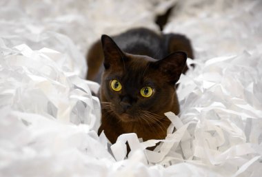 Birmanya kedisi kesilmiş kağıt yığınının üzerinde yatıyor. Şirin kahverengi Birman kedisi beyaz şeritli konfetiyle oynuyor. Çikolata rengi kürklü oyuncu Birmanyalı Avrupalı kedi evde rahatlıyor. Evcil hayvan, nakliye ve parçalama.