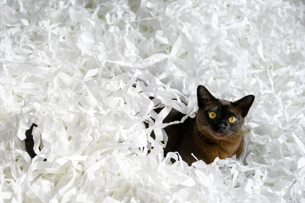 Burma cat lying in filler box packaging, young brown Burmese cat plays with white confetti strips. Playful Burmese European cat relaxes on cut paper heap at home. Cute pet on white background.