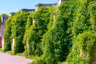 Parkta büyümüş duvar