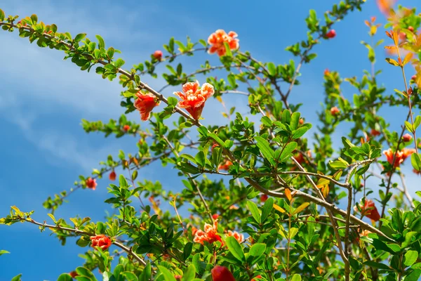 Flowering pomegranate tree — Stock Image Flowering pomegranate tree Royalty Free Stock Photos