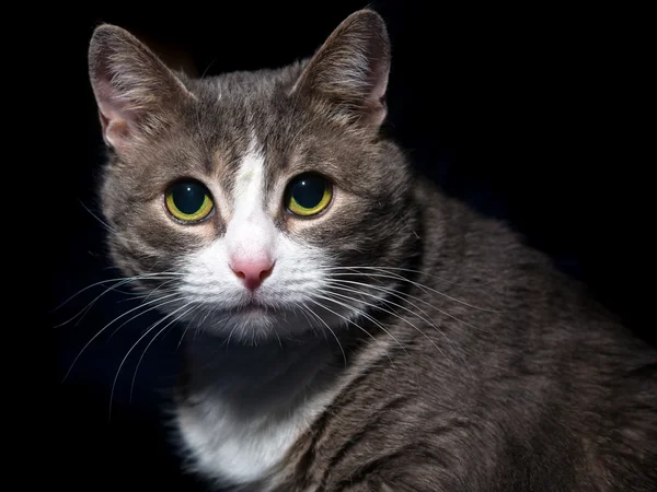 Retrato de un hermoso gato —  Fotos de Stock