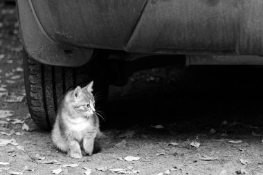 Küçük yavru kedi arabanın altında oturur