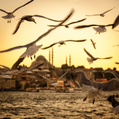 Seagulls over the Golden Horn in Istanbul at sunset