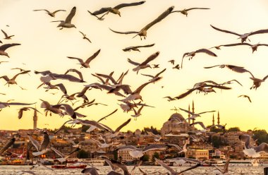 Gün batımında Istanbul'da Haliç üzerinden martılar