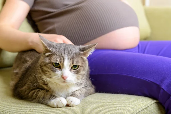 妊娠中の女性の横にあるソファの上の猫 — ストック写真