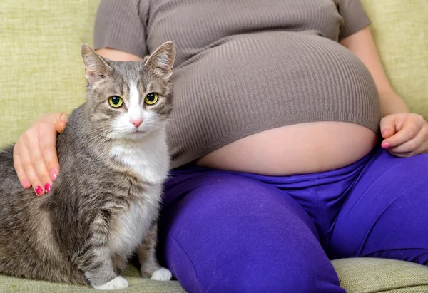 Two pregnant: a cat and her owner — Stock Photo, Image