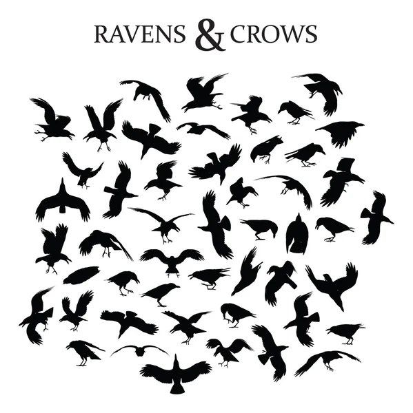 Raven en kraaien — Stockvector