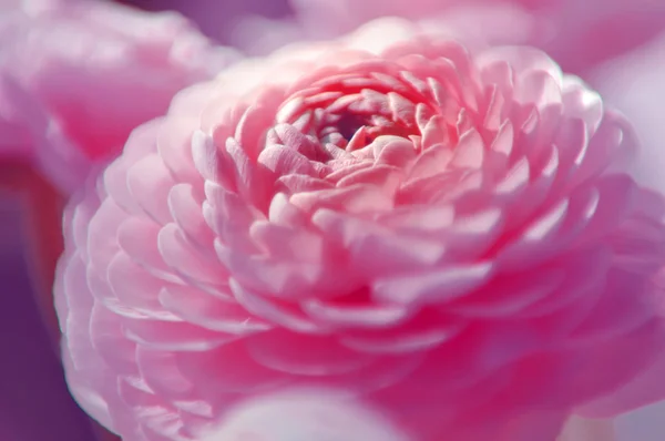 花のぼやけたパステル アートの背景 — ストック写真