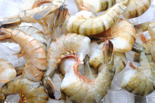 Udang mentah segar — Stok Foto