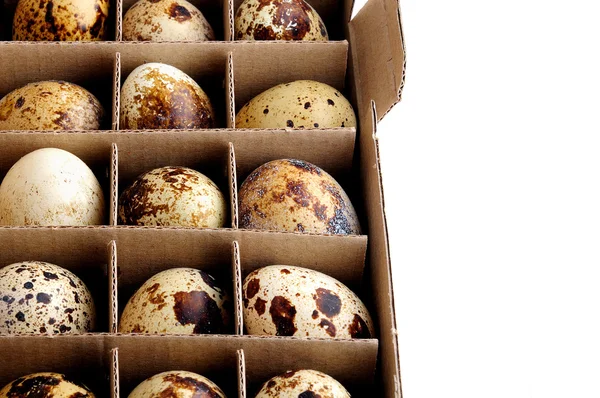 Huevos de codorniz, cuadro completo — Foto de Stock