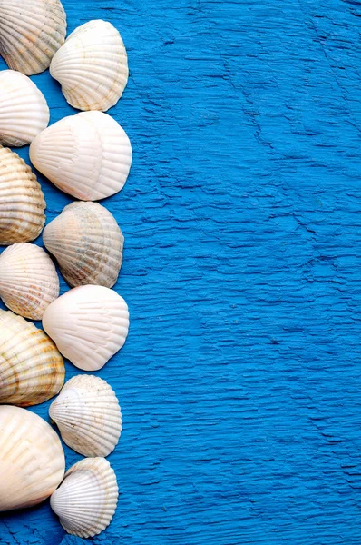 Seashells background — Stock Photo, Image