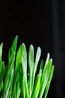 Siyah arka plan üzerine bahar yeşil çimen