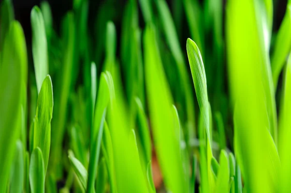Zielona trawa wiosna na czarnym tle — Zdjęcie stockowe
