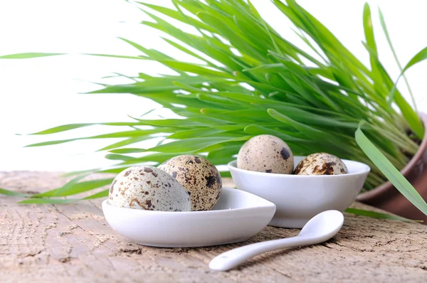 Raw organic quail eggs — Stock Photo, Image