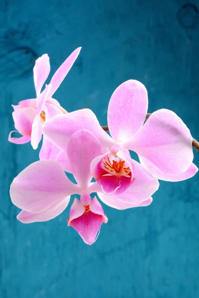 Красивый орхидея цветок крупным планом — стоковое фото