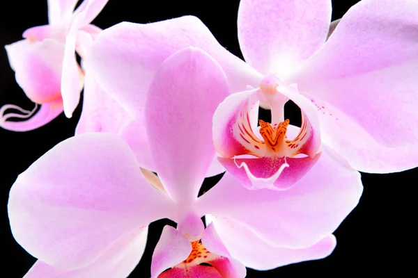 Schöne Orchideenblume aus nächster Nähe — Stockfoto