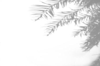 Beyaz bir duvarda köknar dallarının gölgeleri