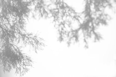 Beyaz bir duvarda köknar dallarının gölgeleri