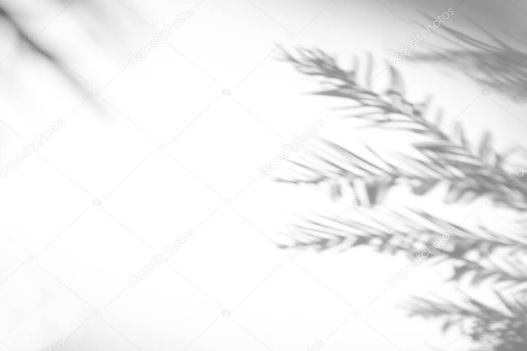 shadows of fir tree branches on a white wall