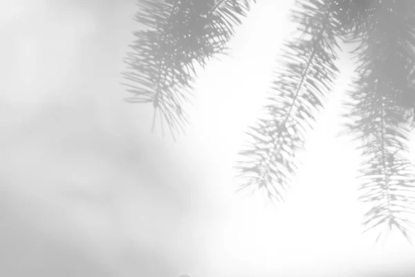 하얀 벽에 달린 전나무 가지 그늘 — 스톡 사진