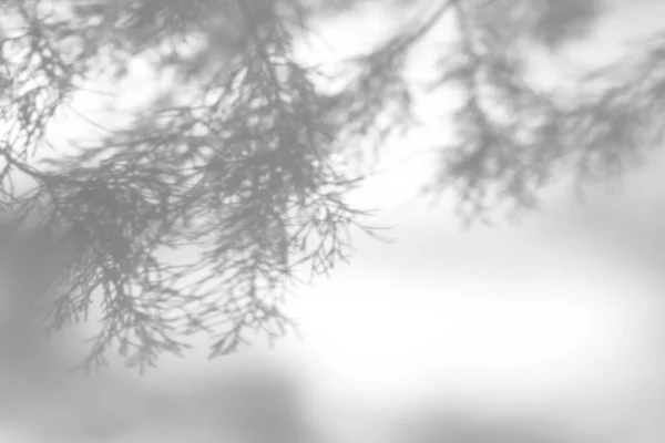 Shadows of fir tree branches on a white wall — Stock Photo, Image