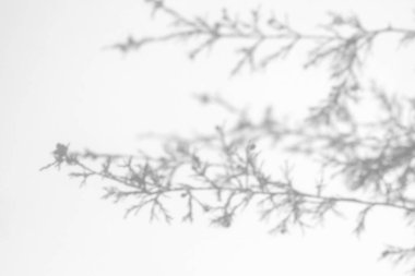 Beyaz bir duvarda köknar dallarının gölgeleri