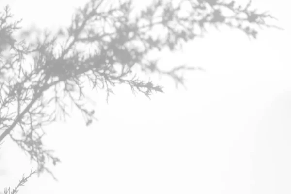 Sombras de ramos de abeto em uma parede branca — Fotografia de Stock