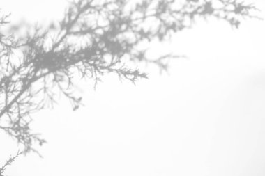 Beyaz bir duvarda köknar dallarının gölgeleri