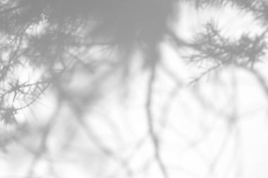 Beyaz bir duvarda köknar dallarının gölgeleri