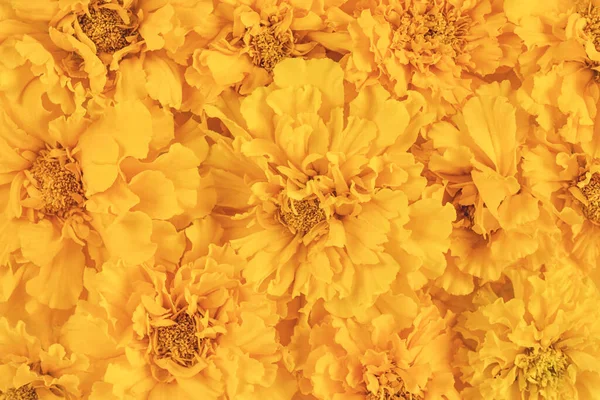 Brillante amarillo y naranja flores florecientes de caléndula de color fondo — Foto de Stock