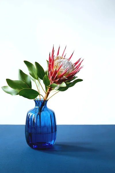 Rey Protea flor cynaroides con hojas en jarrón de cristal azul sobre mesa azul —  Fotos de Stock