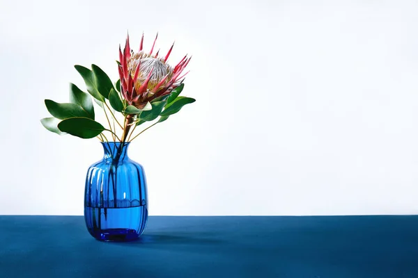 Rey Protea flor cynaroides con hojas en jarrón de cristal azul sobre mesa azul —  Fotos de Stock