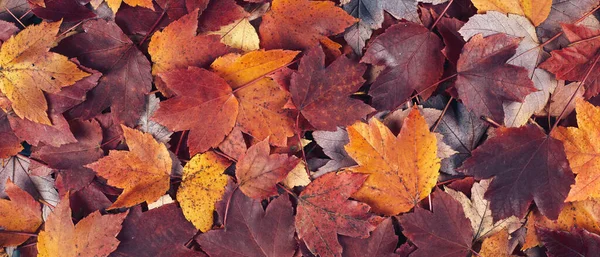 Caduta acero foglie banner sfondo — Foto Stock
