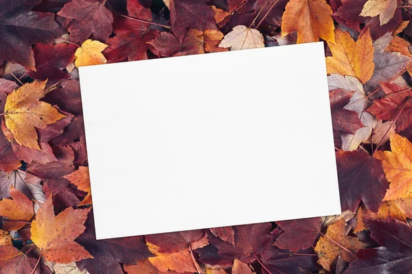 Vazio branco cartão mockup no outono folhas textura fundo. — Fotografia de Stock