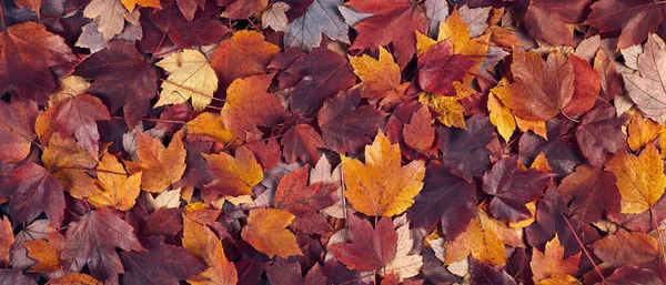 fall maple leaves banner background