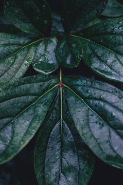 ıslak şakayık yaprakları ve su damlaları