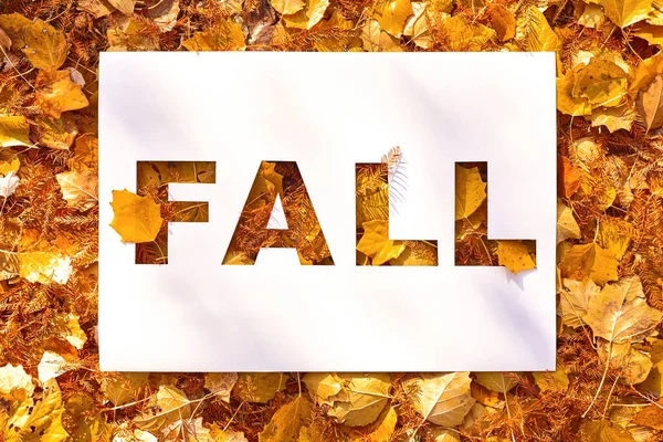 Fall text cut out on white paper card lying on background of autumn fall leaves — Stock Photo, Image