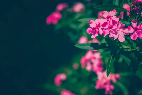 싱싱 한 푸른 잎이 달린 분홍빛 올 랜 더 꽃 — 스톡 사진