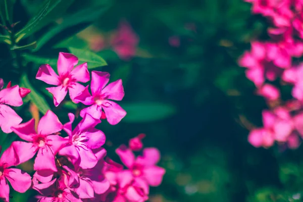 新鮮な緑の葉を持つピンクオレンジ色の花 — ストック写真