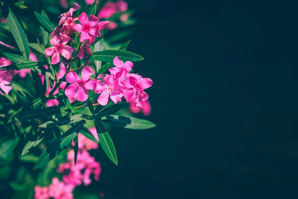 新鮮な緑の葉を持つピンクオレンジ色の花 — ストック写真