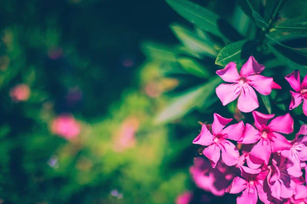Flores oleandro rosa com folhas verdes exuberantes frescas — Fotografia de Stock