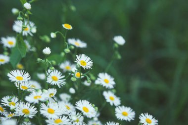 Papatya çiçekli yaz çayırı