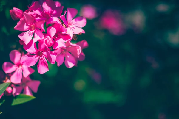 Roze oleander bloemen met frisse weelderige groene bladeren — Stockfoto