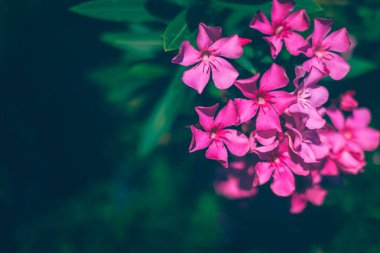 Taze yeşil yapraklı pembe zakkum çiçekleri.