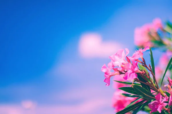 Flores de oleandro rosa brilhante com céu azul e fundo de nuvens rosa — Fotografia de Stock