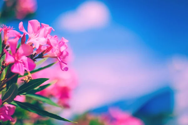 Flores de oleandro rosa brilhante com céu azul e fundo de nuvens rosa — Fotografia de Stock