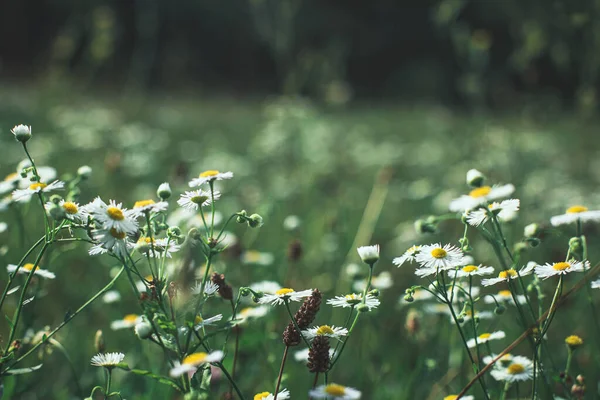 Prado de verão com flores de camomila — Fotografia de Stock
